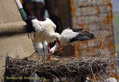 White stork