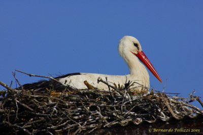 White stork