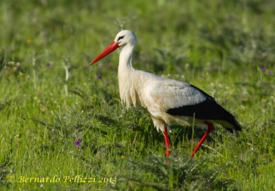 White stork