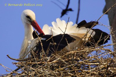 White stork