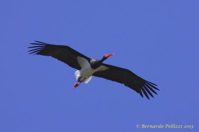 Black stork