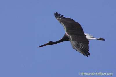 Black stork