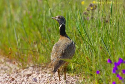 Little bustard