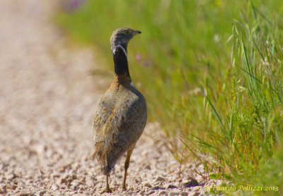 Little bustard