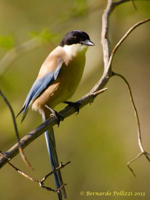 Azure-winged magpie