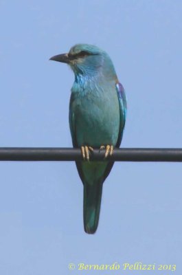  European roller