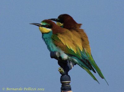 Bee-eater