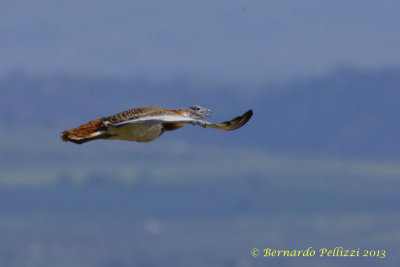 Great bustard