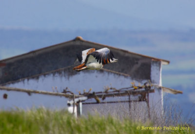 Great bustard