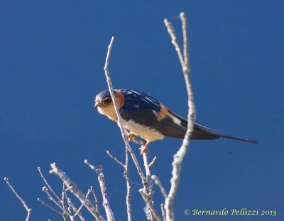 Red-rumped swallow