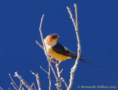 Red-rumped swallow