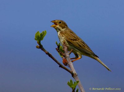 Corn bunting