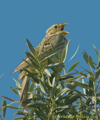 Corn bunting