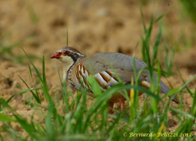 Red-legged partridge