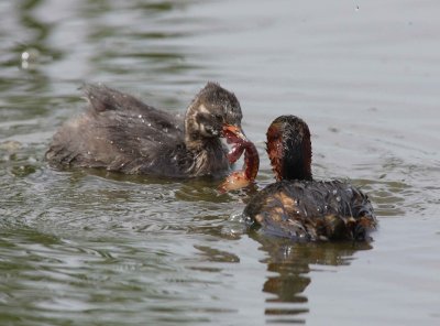 Little crebe (Tachybaptus ruficollis)