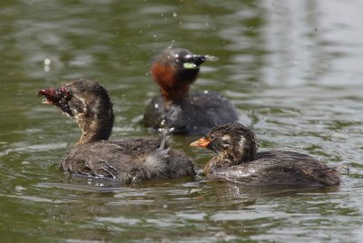 Little crebe (Tachybaptus ruficollis)