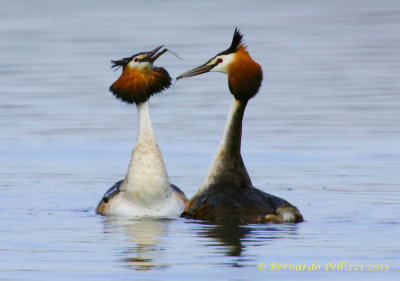 Great crested crebe