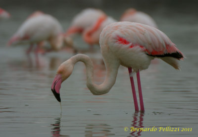 Greater Flamingo (Phoenicopterus ruber)