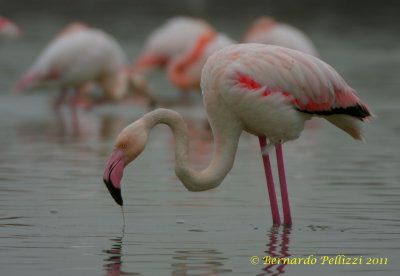 Greater Flamingo (Phoenicopterus ruber)