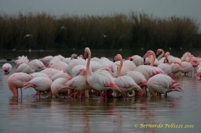 Greater Flamingo (Phoenicopterus ruber)