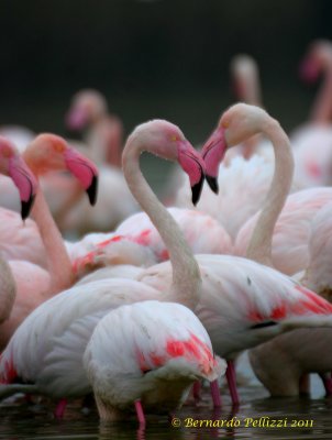 Greater Flamingo (Phoenicopterus ruber)