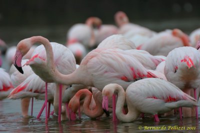 Greater Flamingo (Phoenicopterus ruber)