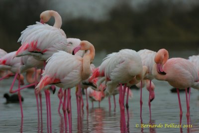 Greater Flamingo (Phoenicopterus ruber)