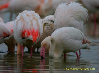 Greater Flamingo (Phoenicopterus ruber)