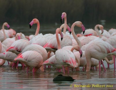 Greater Flamingo (Phoenicopterus ruber)