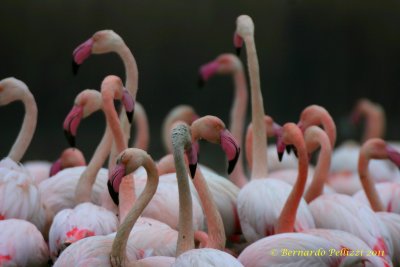 Greater Flamingo (Phoenicopterus ruber)