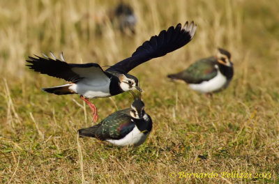 Northern Lapwing