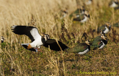Northern Lapwing