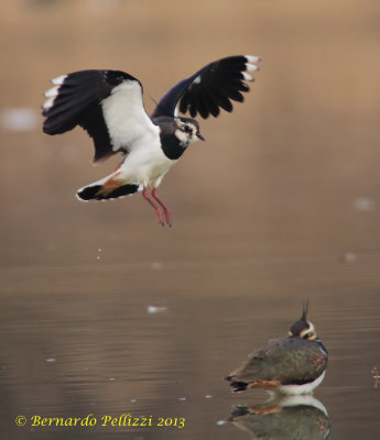 Northern Lapwing (Vanellus vanellus)
