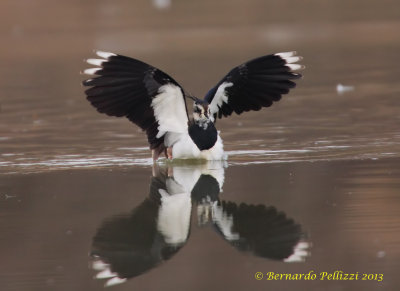 Northern Lapwing (Vanellus vanellus)