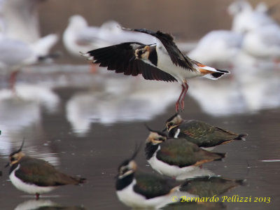 Northern Lapwing (Vanellus vanellus)