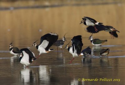 Northern Lapwing (Vanellus vanellus)