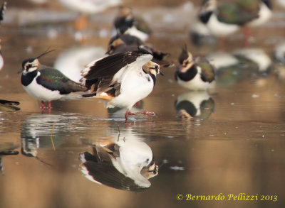 Northern Lapwing (Vanellus vanellus)