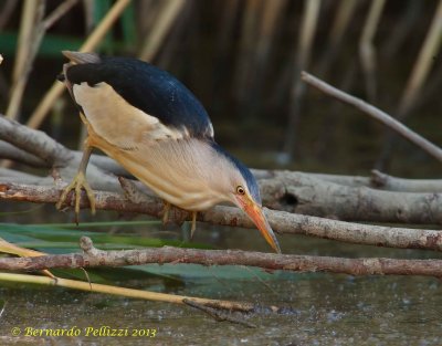 Little Bittern (Ixobrychus minutus)