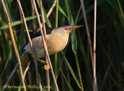 Little Bittern (Ixobrychus minutus)