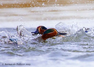 Common teal (Anas crecca)