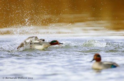 Common teal (Anas crecca)