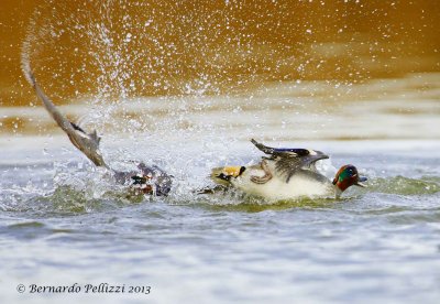 Common teal (Anas crecca)