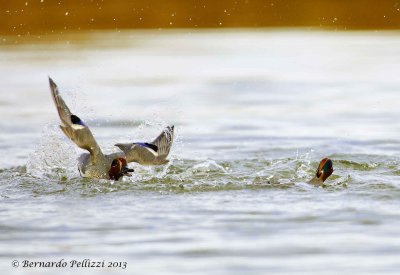 Common teal (Anas crecca)