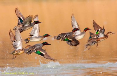 Common teal (Anas crecca)