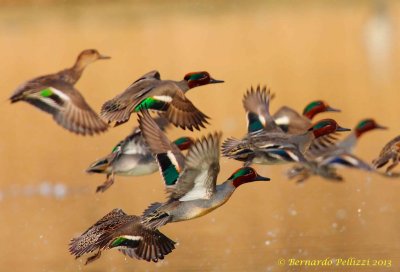 Common teal (Anas crecca)