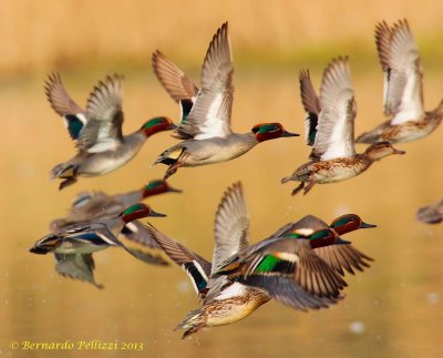 Common teal (Anas crecca)