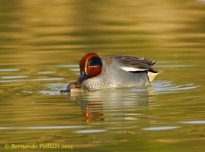 Common teal (Anas crecca)