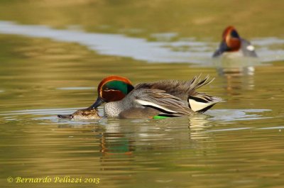 Common teal (Anas crecca)