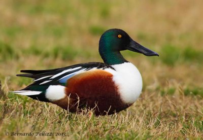 Northern shoveler (Anas clypeata)