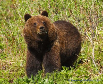 Grizzly bear (Ursus arctos horribilis)